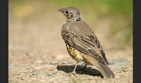 Misteldrossel (Turdus viscivorus)