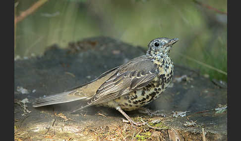 Misteldrossel (Turdus viscivorus)