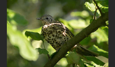 Misteldrossel (Turdus viscivorus)