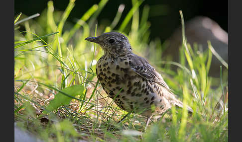 Misteldrossel (Turdus viscivorus)