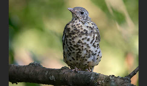 Misteldrossel (Turdus viscivorus)