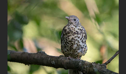 Misteldrossel (Turdus viscivorus)