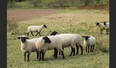 Deutsches Schwarzköpfiges Fleischschaf (Ovis gmelini aries sspec.8)