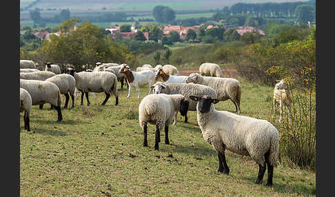 Deutsches Schwarzköpfiges Fleischschaf (Ovis gmelini aries sspec.8)