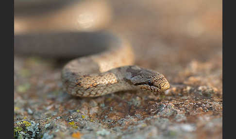 Schlingnatter (Coronella austriaca)