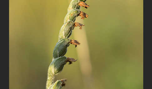 Herbst-Drehwurz (Spiranthes spiralis)