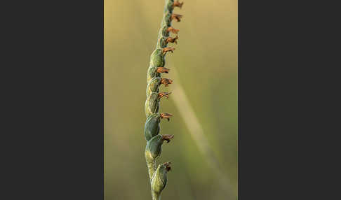 Herbst-Drehwurz (Spiranthes spiralis)