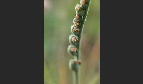 Herbst-Drehwurz (Spiranthes spiralis)