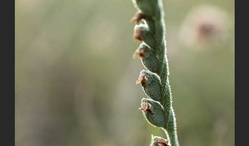 Herbst-Drehwurz (Spiranthes spiralis)