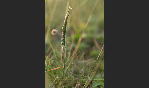 Herbst-Drehwurz (Spiranthes spiralis)