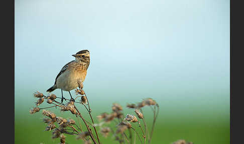 Braunkehlchen (Saxicola rubetra)