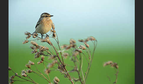 Braunkehlchen (Saxicola rubetra)