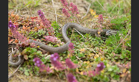 Schlingnatter (Coronella austriaca)