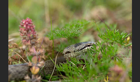 Schlingnatter (Coronella austriaca)