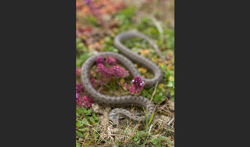 Schlingnatter (Coronella austriaca)