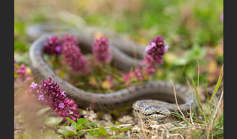 Schlingnatter (Coronella austriaca)