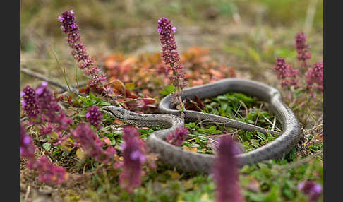 Schlingnatter (Coronella austriaca)