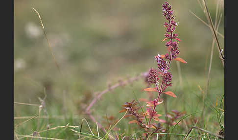 Gemeiner Thymian (Thymus pulegioides)