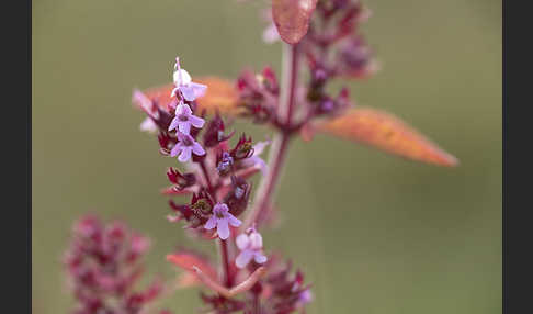 Gemeiner Thymian (Thymus pulegioides)