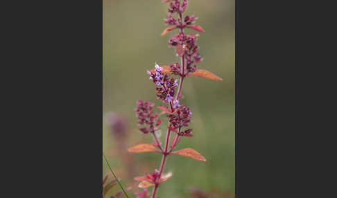 Gemeiner Thymian (Thymus pulegioides)