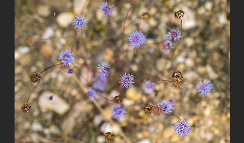 Ausdauerndes Sandglöckchen (Jasione laevis)