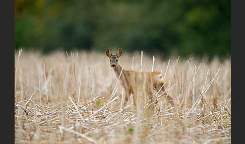 Rehwild (Capreolus capreolus)