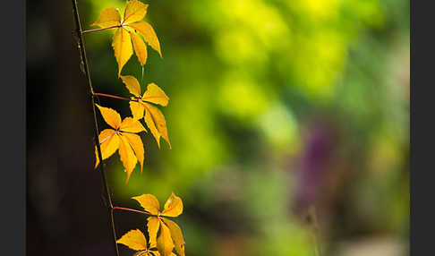 Wilder Wein (Parthenocissus spec.)