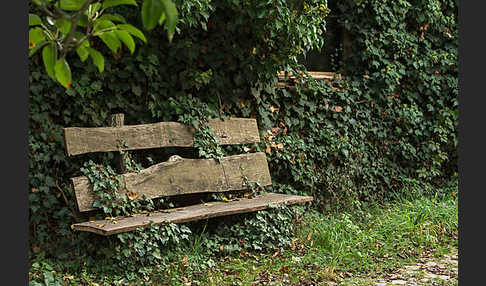 Efeu (Hedera helix)