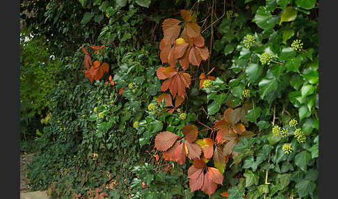 Wilder Wein (Parthenocissus spec.)