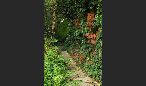 Wilder Wein (Parthenocissus spec.)