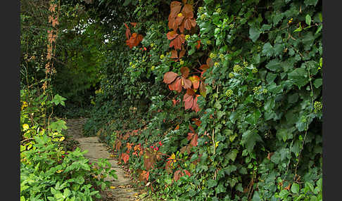 Wilder Wein (Parthenocissus spec.)