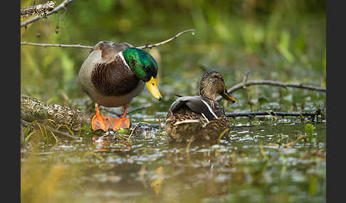 Stockente (Anas platyrhynchos)