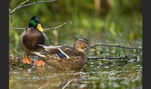 Stockente (Anas platyrhynchos)