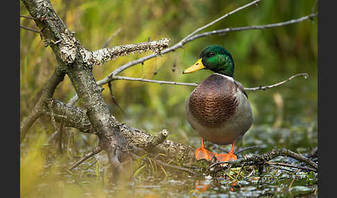 Stockente (Anas platyrhynchos)