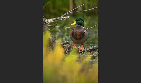 Stockente (Anas platyrhynchos)