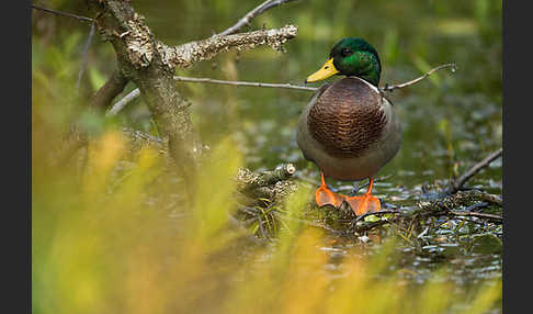 Stockente (Anas platyrhynchos)