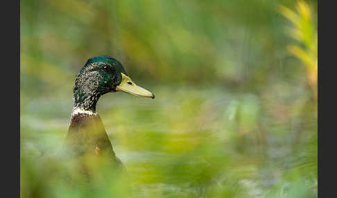 Stockente (Anas platyrhynchos)