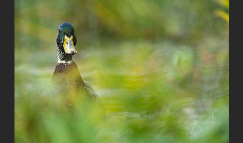 Stockente (Anas platyrhynchos)