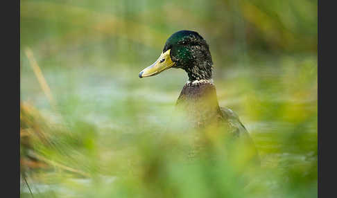 Stockente (Anas platyrhynchos)