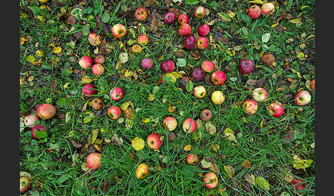 Streuobstwiese (meadow orchard)