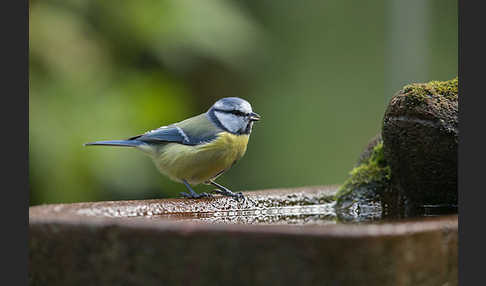 Blaumeise (Parus caeruleus)