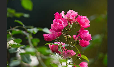 Rose (Rosa spec.)