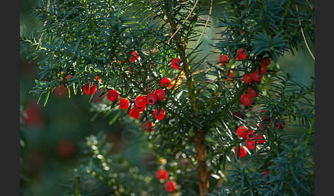 Eibe (Taxus baccata)