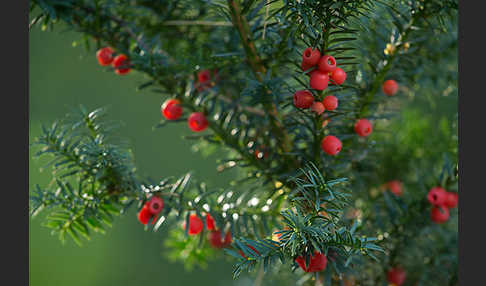 Eibe (Taxus baccata)