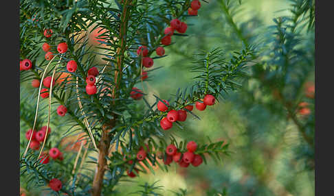 Eibe (Taxus baccata)