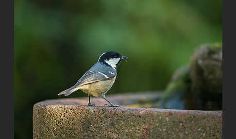 Tannenmeise (Parus ater)