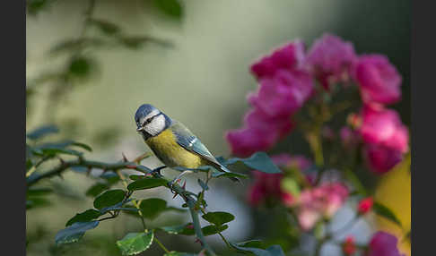 Blaumeise (Parus caeruleus)