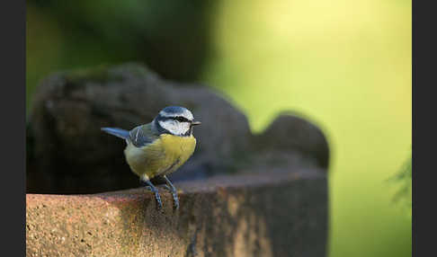 Blaumeise (Parus caeruleus)