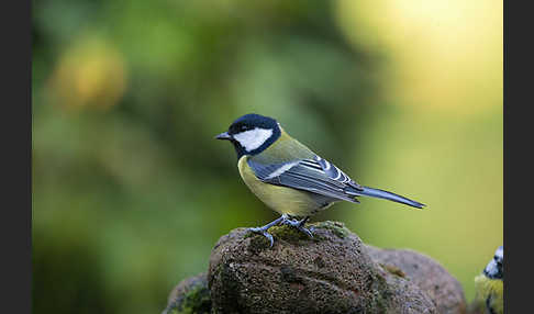 Kohlmeise (Parus major)