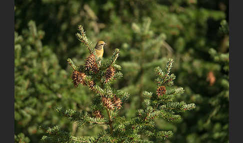 Fichtenkreuzschnabel (Loxia curvirostra)